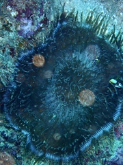 Heteractis aurora