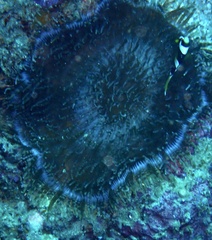 Heteractis aurora