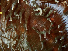 Heteractis aurora