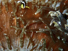 Heteractis aurora