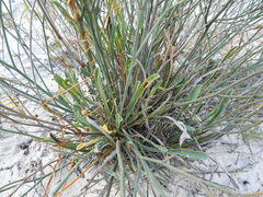 Limonium longifolium