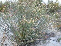 Limonium longifolium