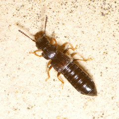 Anotylus nitidulus