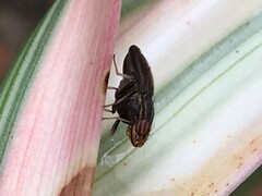Cephaloconus cyprinus