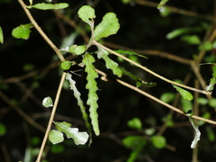 Elaeocarpus hookerianus