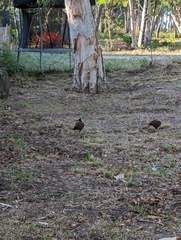 Megapodius reinwardt