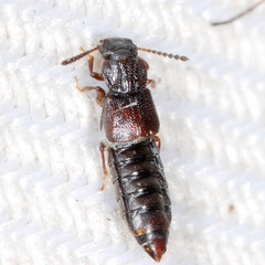 Anotylus rugosus