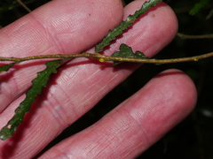 Elaeocarpus hookerianus