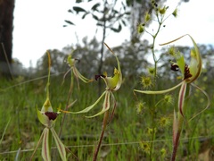 Caladenia villosissima