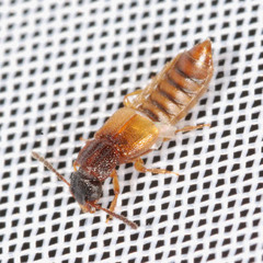 Anotylus rugosus