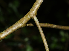 Elaeocarpus hookerianus