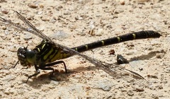Hemigomphus theischingeri