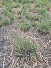 Fingerhuthia africana