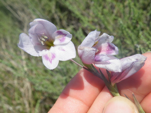 Image of Gladiolus paludosus by (c) Antoinette Eyssell Knox, some rights reserved (CC BY-SA)