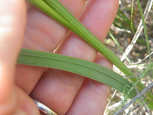 Image of Gladiolus paludosus by (c) Antoinette Eyssell Knox, some rights reserved (CC BY-SA)