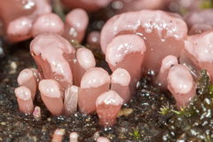 Ascocoryne sarcoides