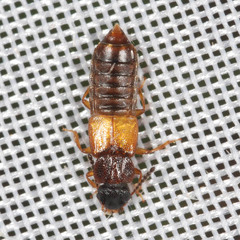 Anotylus rugosus