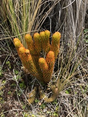 Phlegmariurus hystrix