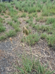 Fingerhuthia africana