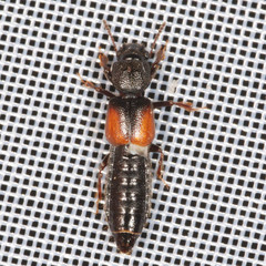 Bledius tricornis