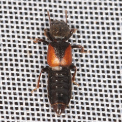 Bledius tricornis