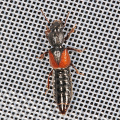Bledius tricornis