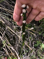 Baccharis genistelloides