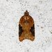 Strawberry Tortrix - Photo (c) Allan Hopkins, some rights reserved (CC BY-NC-ND)