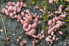 Ascocoryne sarcoides