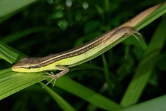 Takydromus sexlineatus