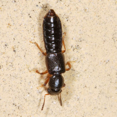 Bledius gallicus