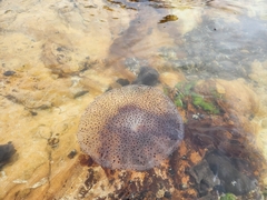 Desmonema gaudichaudi