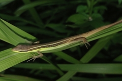 Takydromus sexlineatus