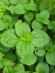 Pilea nummulariifolia