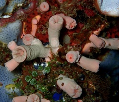 Cladopsammia gracilis