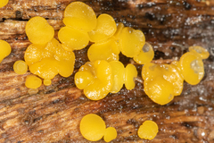 Calycina