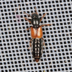Bledius opacus