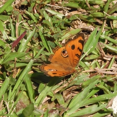 Junonia almana javana