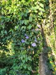Thunbergia laurifolia