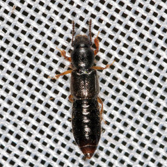 Bledius
