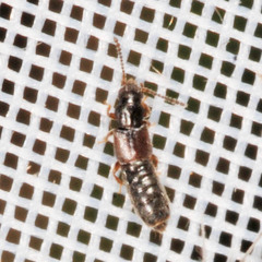 Carpelimus fuliginosus