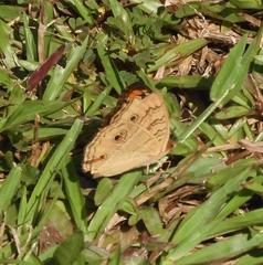Junonia almana javana