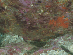 Trachinops taeniatus