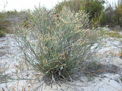 Limonium longifolium