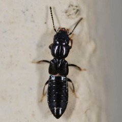 Platystethus arenarius