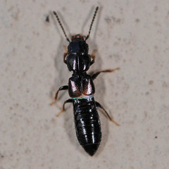 Platystethus arenarius