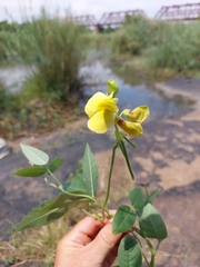 Rhynchosia caribaea