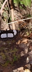 Hypolimnas misippus