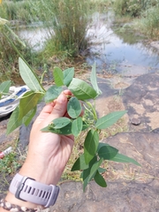 Rhynchosia caribaea