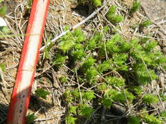 Crassula lanceolata